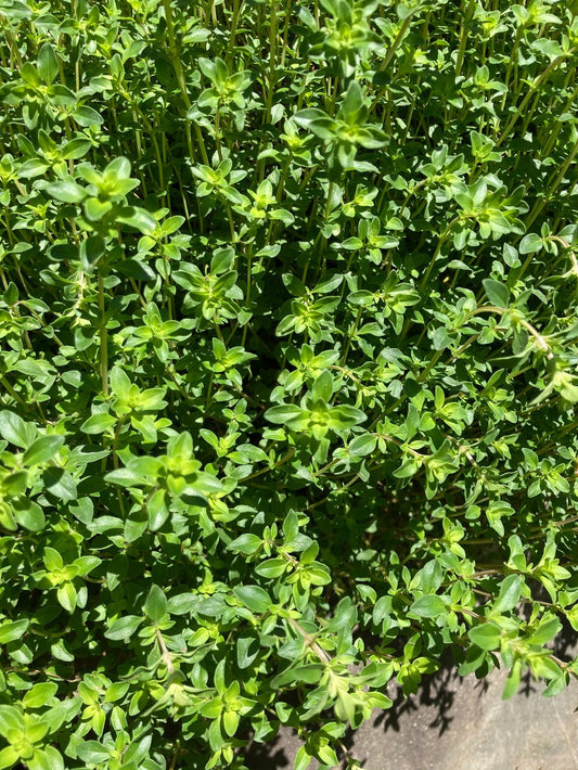 Thyme Extract 4 oz