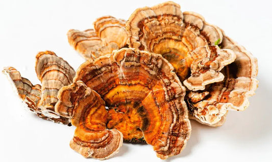 Turkey Tail Mushrooms